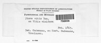 Diaporthe neoviticola image